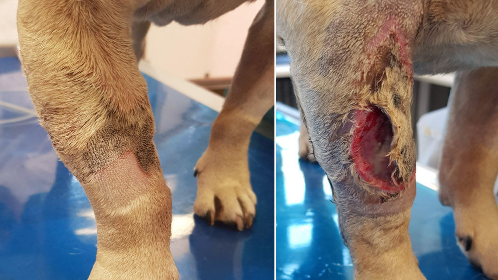 Zwei klinische Fotos eines Hundevorderbeins, die Komplikationen an einer Gefäßkatheterstelle zeigen. Das linke Bild zeigt eine lokale Hautreizung und Entzündung im Bereich der Kathetereinführungsstelle. Das rechte Bild zeigt eine schwere offene Wunde mit Gewebeschädigung und Infektion an derselben Stelle und veranschaulicht das Fortschreiten von einer lokalen Infektion zu einer ausgeprägten Läsion.