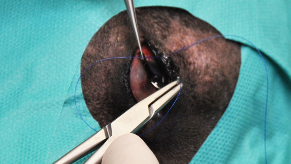 Nahaufnahme eines veterinärchirurgischen Eingriffs, bei dem eine Pinzette eine Nadel und Nahtmaterial hält, während Stiche im Gewebe gesetzt werden.