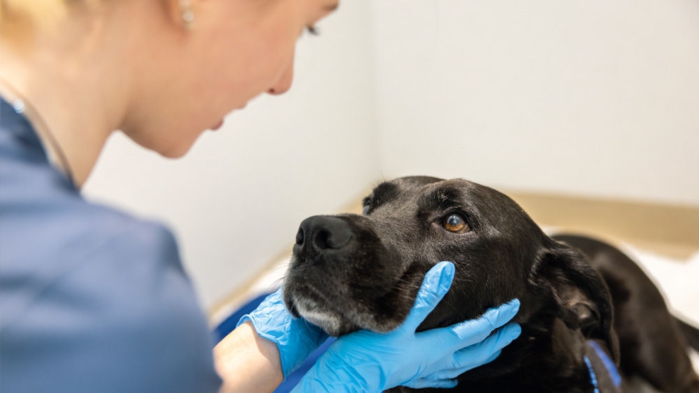 Tiermedizinische Fachangestellte behandelt einen Hund auf Station.