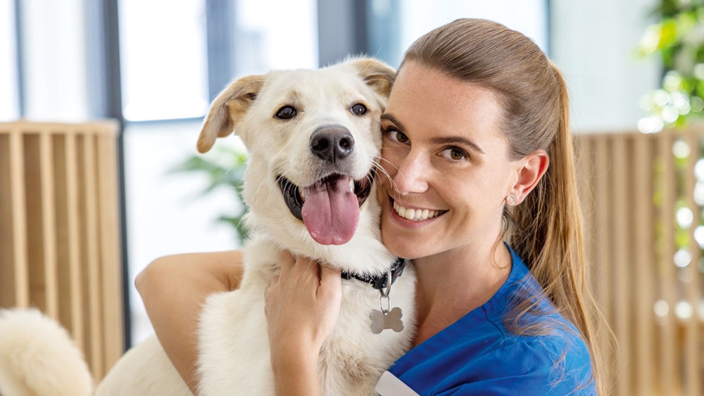 Tierärztin in blauer Kleidung hält einen Hund in einer Tierklinik.