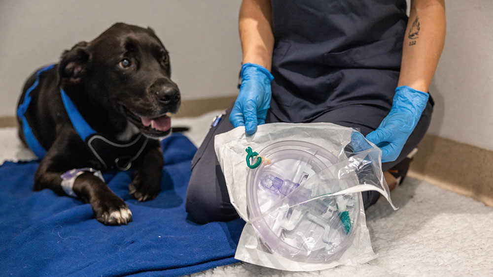 Schwarzer Hund liegt auf einer blauen Decke neben einer tiermedizinischen Fachkraft, die blaue Handschuhe trägt und ein verpacktes Set für einen Harnkatheter hält.