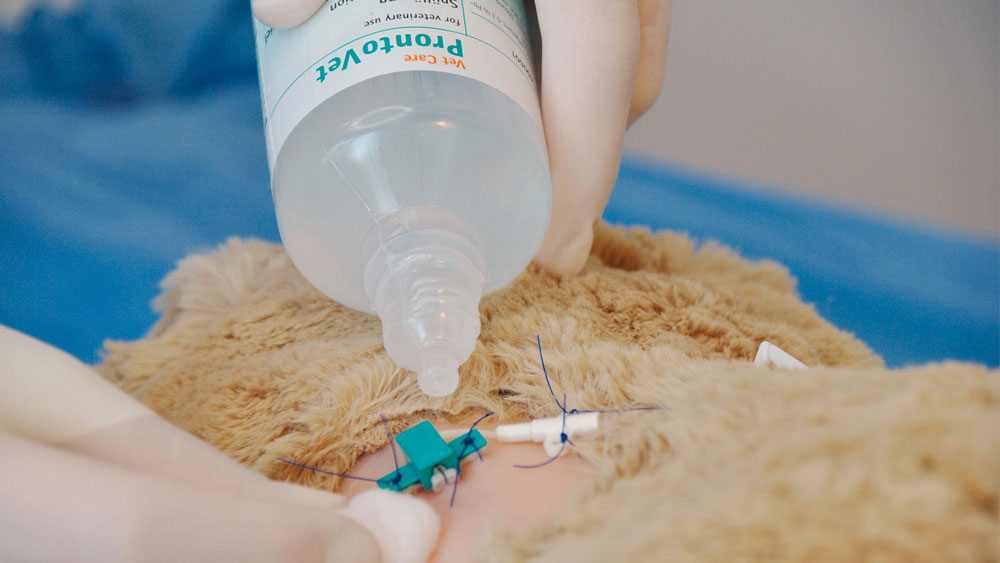 Die behandschuhten Hände eines Tierarztes spülen die Einstichstelle mit ProntoVet(R) Wundspüllösung bei einem Hund. Ein zentralvenöser Katheter und Nähte sind vorhanden, im Rahmen der postoperativen oder intraoperativen Wundversorgung in einer tierärztlichen Umgebung.