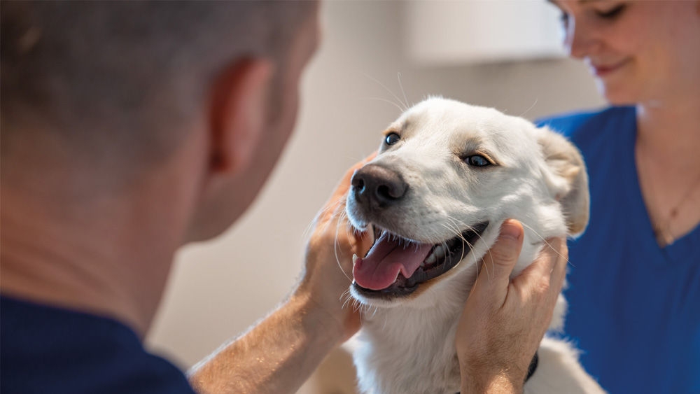 Tierärztliches Fachpersonal untersucht behutsam den Kopf eines Hundes während einer klinischen Untersuchung in einer Tierarztpraxis.