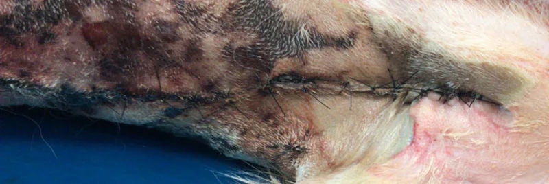 Nahaufnahme eines chirurgischen Schnitts auf Tierhaut mit Nähten sowie umgebender Rötung, Schwellung und Anzeichen einer Entzündung, die auf eine Infektion der Operationsstelle hindeuten.