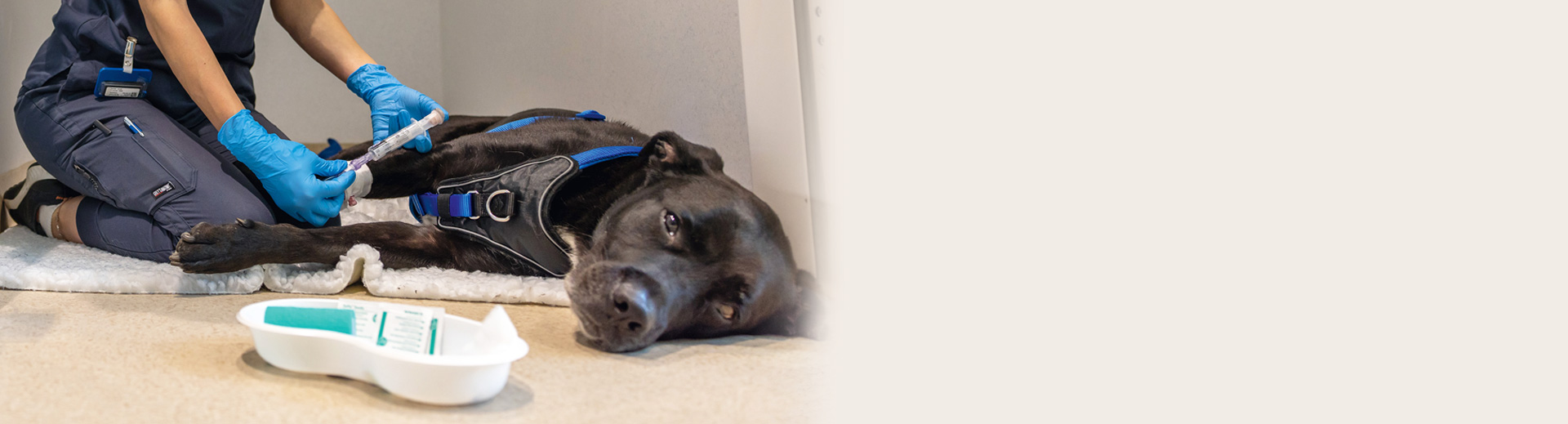 Prävention nosokomialer gastrointestinaler Infektionen