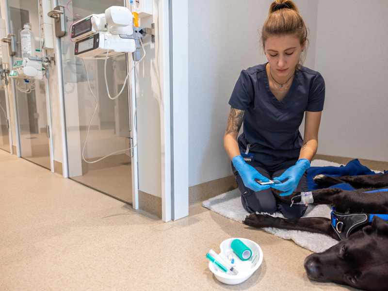 Tiermedizinisches Fachpersonal kniet in einem Behandlungsraum neben einem liegenden Hund; medizinisches Zubehör liegt vorbereitet auf dem Boden.