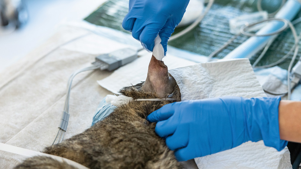 Tierärztliche Hautantiseptik mit behandschuhten Händen, die eine antiseptische Lösung im Ohrenbereich eines tierischen Patienten auf einem klinischen Behandlungstisch anwenden.