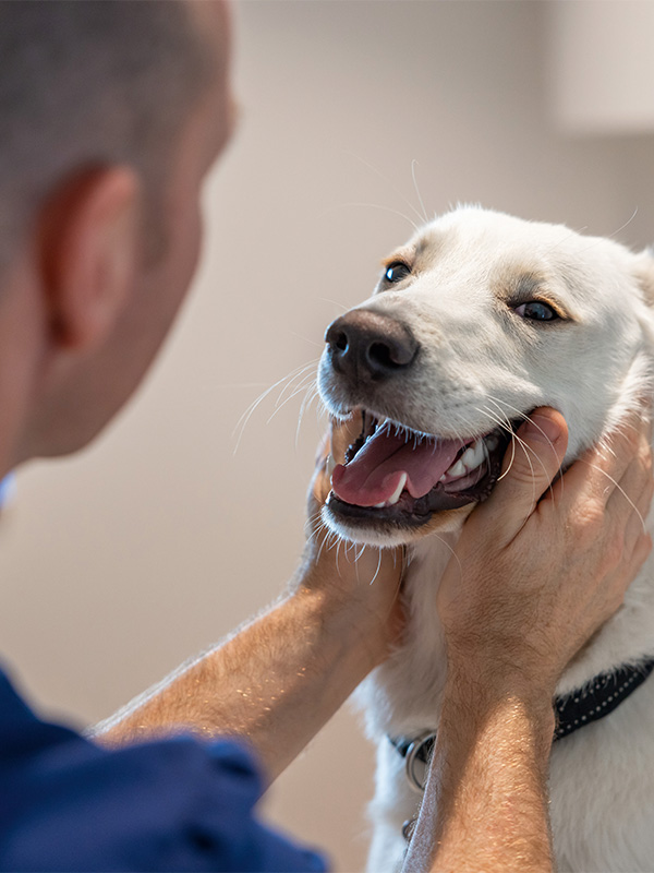 Ein Tierarzt hält einen Retriever zur Behandlung