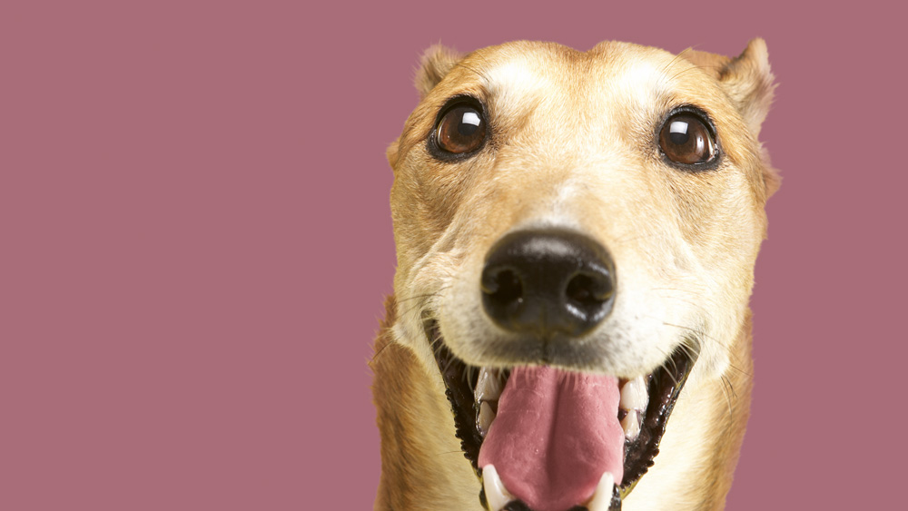 Hund mit offenem Maul und aufgerichteten Ohren vor rosafarbenem Hintergrund.
