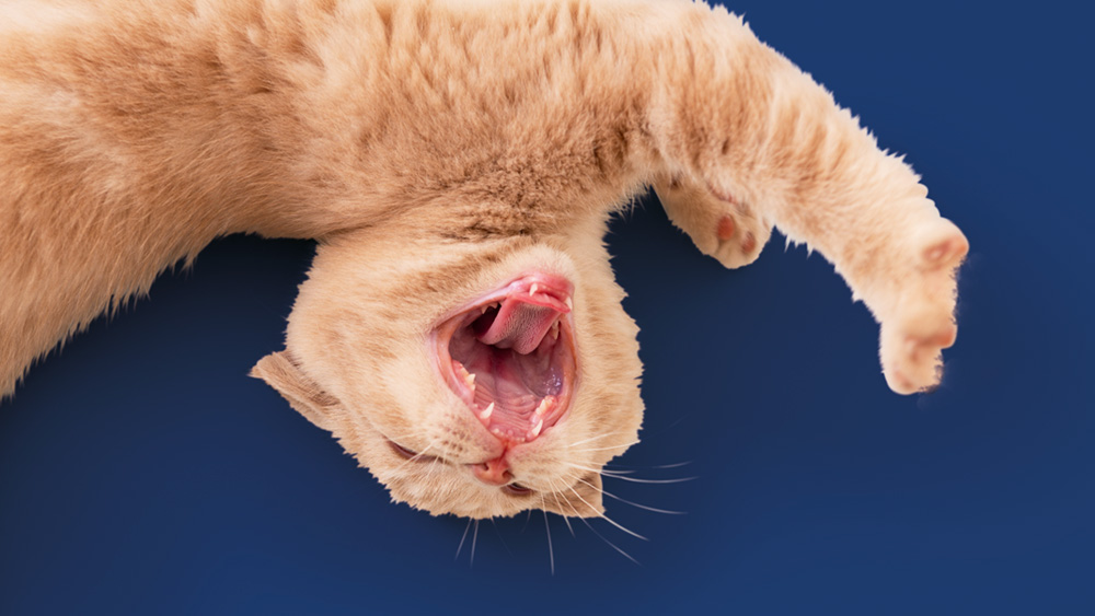 Katze verdreht ihren Körper beim Spielen vor dunkelblauem Hintergrund.